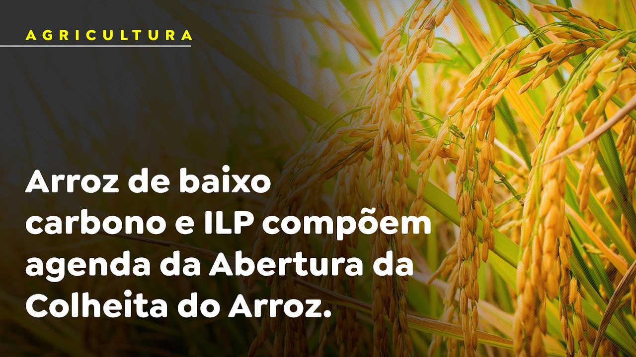 Arroz de baixo carbono e ILP compõem agenda da Abertura da Colheita do Arroz.