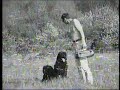 divn� zostava, galo - ?aleko za morom