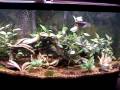 videos de My 72g Bow Front Aquarium with tropical fish