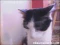 metalcat metalcat