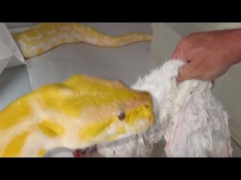 YouTube reptile video