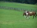 videos de Heart's Whisper at Play