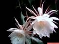 Night blooming cereus, two is better than one