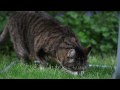 Canon EOS 5D Mark 2 1.1.0 Firmware test with 400 2.8L IS