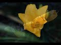 Asmahan - El Ward (أسمهان - يا بدع الورد)