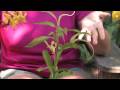 Flower & Plant Garden Care : Taking Care of Potted Lily Flowers