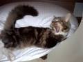 videos de chat the mister coockie maine coon