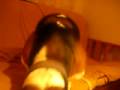 2009-01-06 | Basset Hound ~ Lucky~ This is a cute video!! ~> this is my puppy Lucky, she is soo adorable! ... (00:00)