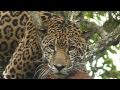 Central American Tropics - Mammals - Part II