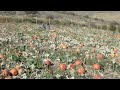 Davison Orchards Jason Neumann Kelowna Real Estate Video Blog