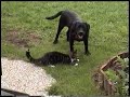 Dog Vs Cat Dog Vs Cat