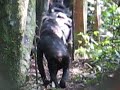 bonobos-travelling.html