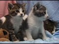 ??????????????Scottish Fold?(Straight ears)
