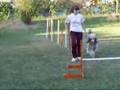 Caniche video