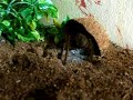 Vogelspinne frisst Maus