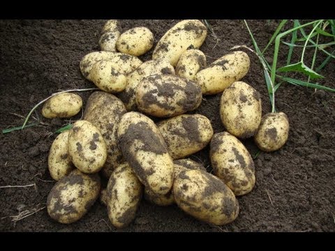 how to grow new potatoes