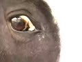 Search Video