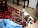 dit is floortje