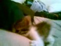 funny kitten likes to fight! funny kitten likes to fight!