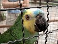 Loro que habla Parte 2