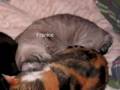 PinWheel Nap