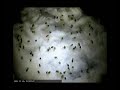 Germination