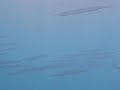 Garfish Garfish