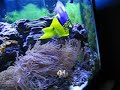 45 gallon reef Tank