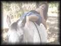 Spotted Dreams (Horse Lover's Artistic Piece)