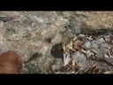 Pululahua Butterflies