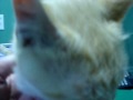 ADELEY MOVIE 0001