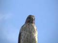 cooper's hawk on a wire