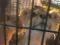 NEW Zoo lion cubs get new half-siblings