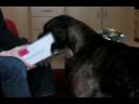 A Boxer Christmas Carol A Boxer Christmas Carol