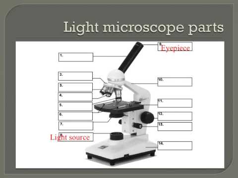 how to use the microscope
