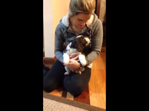 Bentley LW male puppy at 7 weeks