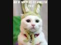 videos de crazy cat's