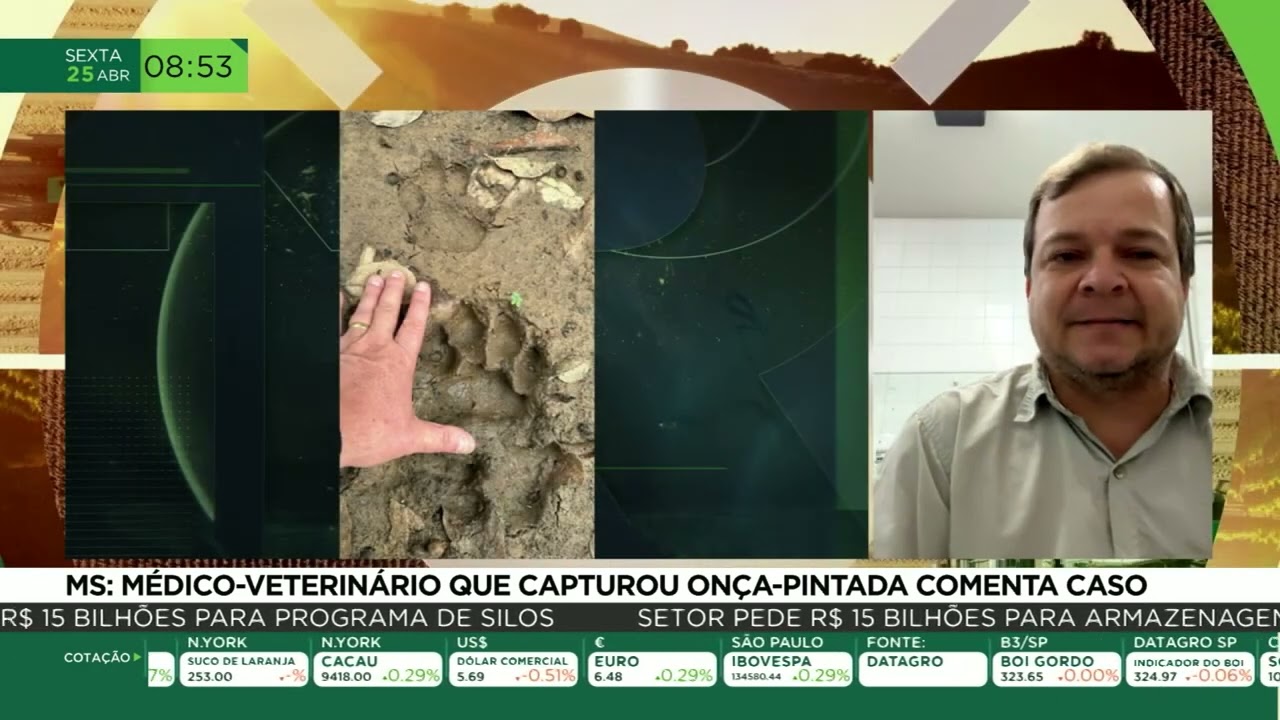 MS: Médico-veterinário que capturou onça-pintada comenta caso