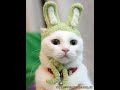 GATINHOS BOIOLAS BY DSIARES VIDEOS