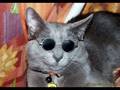 GATINHOS BOIOLAS BY DSIARES VIDEOS