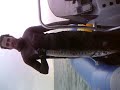 barracuda a la espera, ya en la barca.AVI