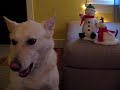 Dog singing jingle bells