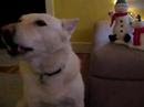 Dog singing jingle bells