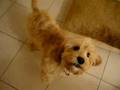 Cavapoo