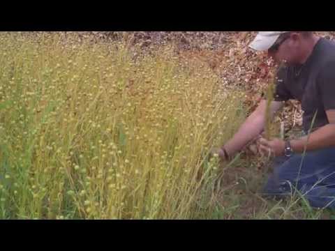 how to harvest flax