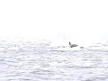 Killer Whales attack Seal