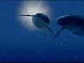 Blue Whale