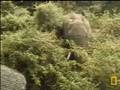 videos de Bull Elephant munching on a bush