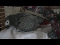 African Grey Precious MOV00D