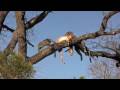 videos de africa 1
